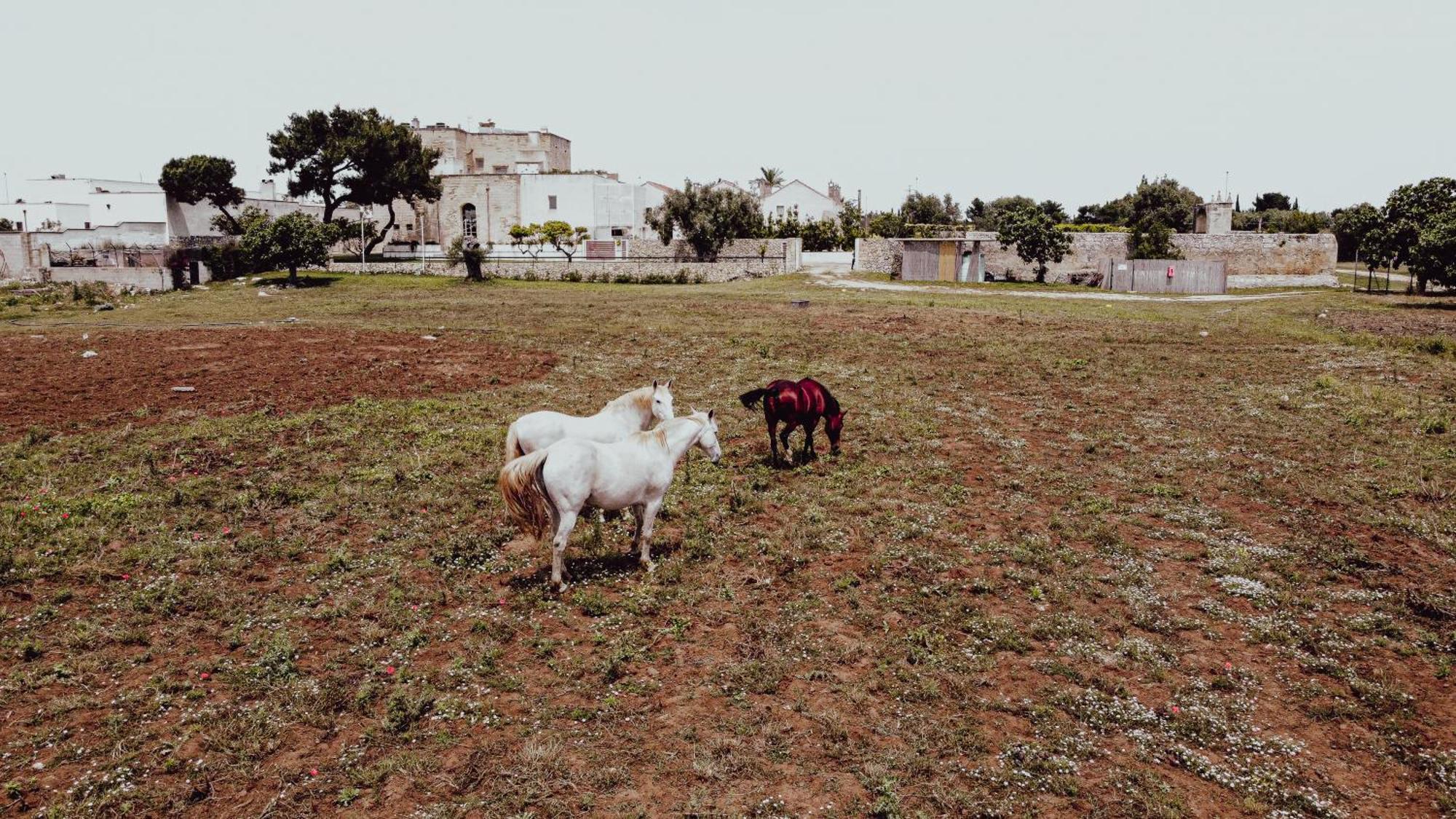 Masseria Francescani Torre Chianca Buitenkant foto